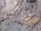 Cirripède pédonculé divers fossile du jurassique Boulonnais